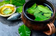 Hoja de guanbana: Descubre sus propiedades tradicionales y cmo puede apoyar tu salud