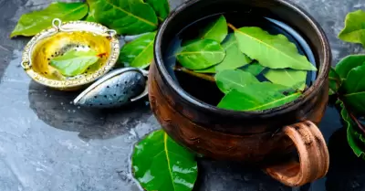 Hoja de guanbana y sus propiedades curativas.