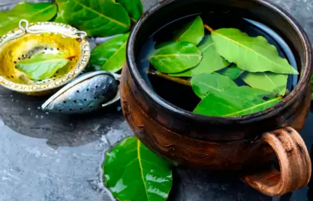 Hoja de guanbana y sus propiedades curativas.