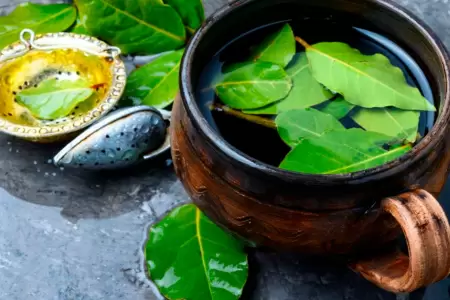 Hoja de guanbana y sus propiedades curativas.