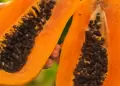 Entrate de los beneficios y las propiedades de la papaya para reforzar tu salud en este invierno