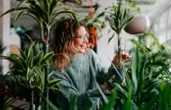 Tienes muchas plantas en casa? Esto es lo que podra revelar sobre tu personalidad, segn la psicologa