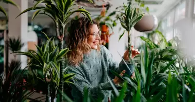 Significado de tener tu casa llena de plantas, según expertos.
