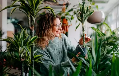 Significado de tener tu casa llena de plantas, según expertos.