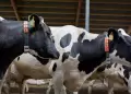 Detienen a hombre tras ser sorprendido intentando abusar de una vaca durante fiesta patronal