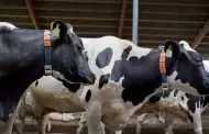 Detienen a hombre tras ser sorprendido intentando abusar de una vaca durante fiesta patronal