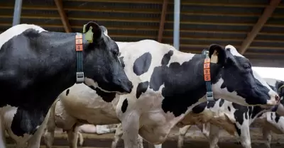 Hombre intentó abusar de una vaca