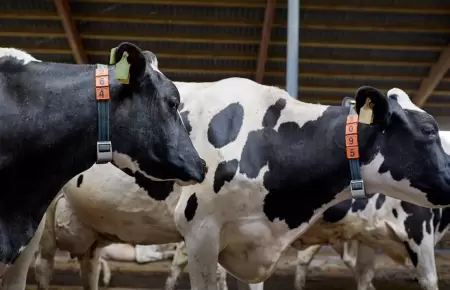 Hombre intent abusar de una vaca