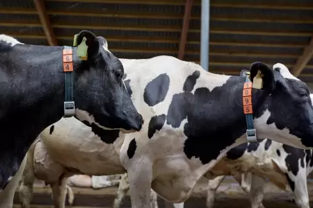 Hombre intent abusar de una vaca