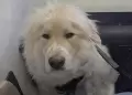 Piloto aterriza de emergencia para salvar a un perrito que no poda respirar: "Tiene ganado el cielo"