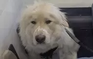 Piloto aterriza de emergencia para salvar a un perrito que no poda respirar: "Tiene ganado el cielo"