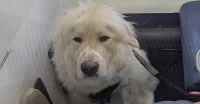 Aterrizaje de emergencia para salvar a perrito