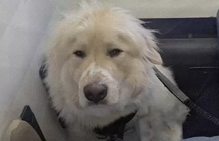 Aterrizaje de emergencia para salvar a perrito