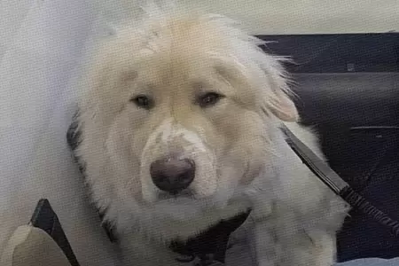 Aterrizaje de emergencia para salvar a perrito