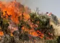 Extinguen tres incendios forestales reportados en Huancavelica, Puno y Cusco