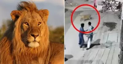 Un león 'doméstico' ataca a una mujer y sus dos hijos en Pakistán