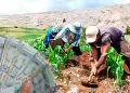Bono Agrario 2025: Consulta AQU con tu DNI si accedes al subsidio de S/ 1,000 de Midagri