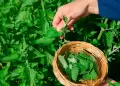 Reduce la ansiedad y potencia tu memoria con esta planta milenaria: Descubre aqu sus beneficios