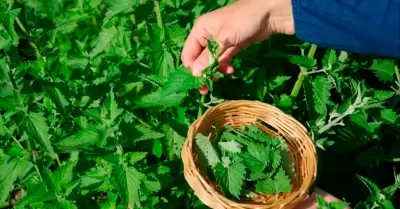 Revelan planta que ayuda a mejorar tu salud.