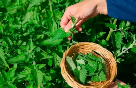 Revelan planta que ayuda a mejorar tu salud.