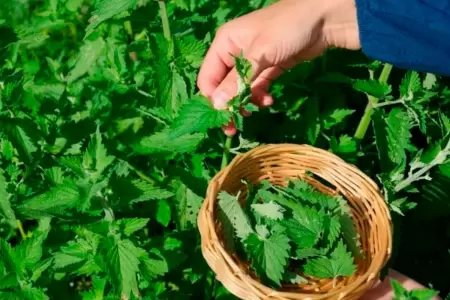 Revelan planta que ayuda a mejorar tu salud.