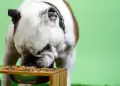 Cuidado! Estos alimentos comunes pueden afectar la salud de los perros