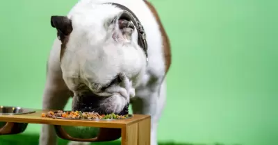 Alimentos comunes pueden afectar la salud de los perros