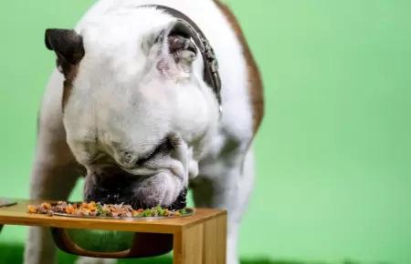 Alimentos comunes pueden afectar la salud de los perros