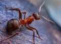 Por qu aparecen hormigas en casa durante el invierno?: Aqu te contamos como alejarlas sin qumicos