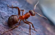 Por qu aparecen hormigas en casa durante el invierno?: Aqu te contamos como alejarlas sin qumicos