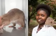 Carolina, una rata gigante que salv miles de vidas en frica se retira tras aos de servicio