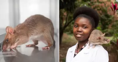 Rata gigante africana salva millones de vidas detectando tuberculosis