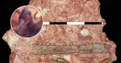 Descubren reptil volador de hace 200 millones de años