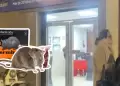 Tacna: Una escolar de 9 aos fue ENVENENADA dentro de su colegio e investigaciones apuntan a su compaera