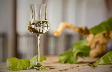 Pisco