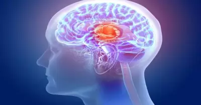 El cerebro distingue entre realidad y ficcin.