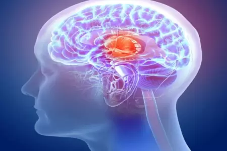 El cerebro distingue entre realidad y ficcin.