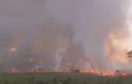 Ucayali: Incendio forestal afect a 500 hectreas del casero El Milagro