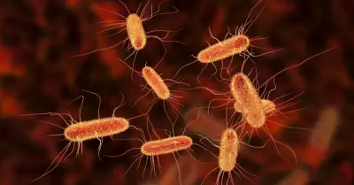 La bacteria Escherichia coli.