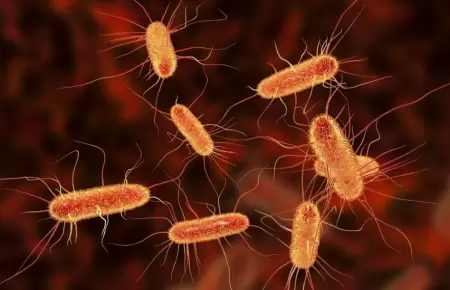 La bacteria Escherichia coli.