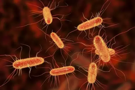 La bacteria Escherichia coli.