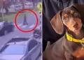 Miraflores: Mujer que paseaba a perrita termina en UCI tras ser atropellada por conductora que se dio a la fuga
