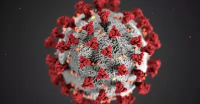 Detectan nueva variante de la COVID-19 en Brasil.