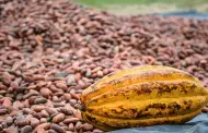 Rueda de negocios del CACAO busca generar ms de S/ 10 millones en compromisos comerciales