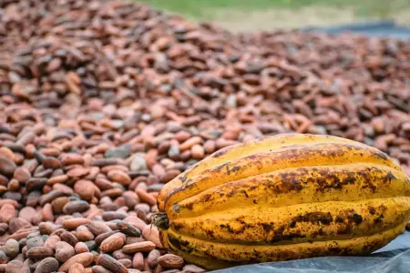 Cacao
