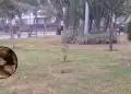 Cercado de Lima: Vecinos denuncian presencia de roedores en el parque 9 de Diciembre en Mirones Bajos