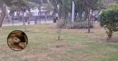 Demandan presencia de roedores en el Cercado de Lima.