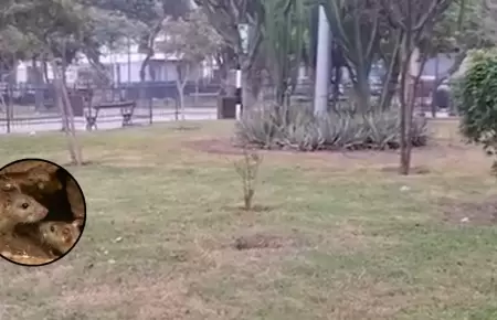 Demandan presencia de roedores en el Cercado de Lima.