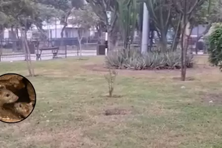 Demandan presencia de roedores en el Cercado de Lima.