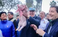 JEE evala posible infraccin electoral del alcalde de Lima por su cerdito mascota "Worky"